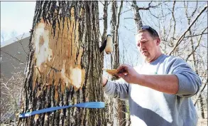  ?? Hearst Connecticu­t Media file photo ?? Matt Bartelme examines an ash tree infested with emerald ash borer, a tree-killing pest, at a Danbury home on March 11, 2016.