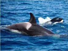  ??  ?? 47 orca interactio­ns with boats were recorded from July ’20-Jan ’21