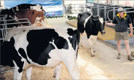  ??  ?? Fresh start . . . Elite dairy cattle being prepared for showing on the Coomboona Dairies property. The troubled business has been bought by Australian Fresh Milk Holdings and will provide milk to the Freedom Foods Group Shepparton factory.