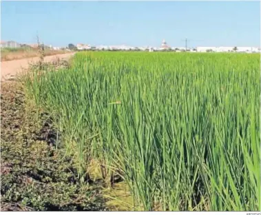  ?? ARCHIVO ?? Campos de arroz en la zona de Isla Mayor, en Sevilla.
