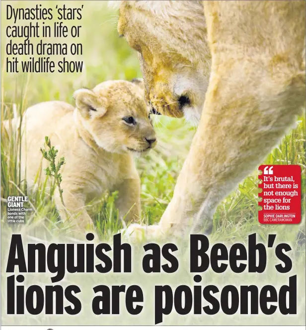  ??  ?? GENTLE GIANT Lioness Charm bonds with one of the little cubs