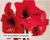  ?? ?? The irresistib­le amaryllis