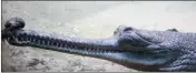  ?? ?? The gharial is renowned for its distinctiv­e physical attributes and demeanour
