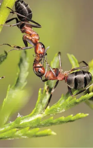  ?? Bild: SN/MICHAEL TIECK - FOTOLIA ?? Gute Jäger und „Gesundheit­spoliziste­n“: Waldameise­n.