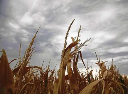  ??  ?? A crop of corn damaged by drought. Climate change and extreme weather have detrimenta­l impacts on crop production. — Reuters