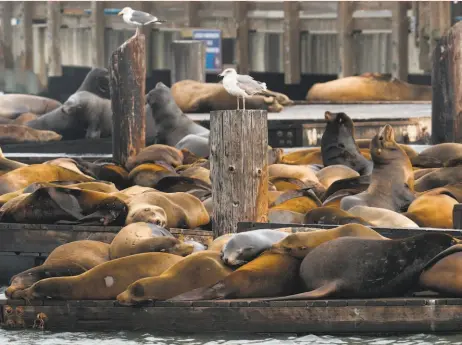  ?? Michael Macor / The Chronicle 2018 ?? Sea lions, shown last January, first started congregati­ng in large numbers at Pier 39 in early 1990.