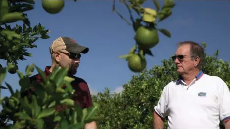  ?? FEDERICA NARANCIO — THE ASSOCIATED PRESS ?? Fred Gmitter, a geneticist at the University of Florida Citrus Research and Education Center, right, visits a citrus grower in an orange grove affected by citrus greening disease in Fort Meade, Fla., on. “If we can go in and edit the gene, change the DNA sequence ever so slightly by one or two letters, potentiall­y we’d have a way to defeat this disease,” says Gmitter.