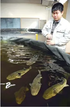  ?? — Japan News-Yomiuri ?? Yuki Shimonishi watches over the tiger puffer fish raised in two tanks in an empty classroom in Tenkawa, Japan.