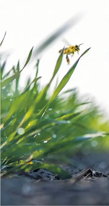  ??  ?? Die Biene als Symbol für das Artensterb­en: In Deutschlan­d wurde zwischen 2008 und 2017 ein Rückgang von fast zwei Dritteln bei Insektenar­ten des Grünlands registrier­t.