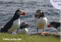  ??  ?? Puffins on the cliffs