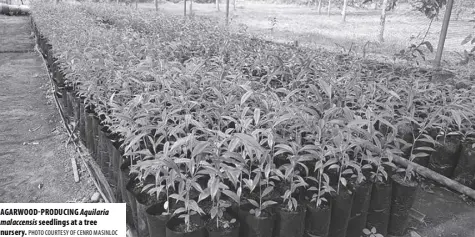  ?? PHOTO COURTESY OF CENRO MASINLOC ?? AGARWOOD-PRODUCING Aquilaria malaccensi­s seedlings at a tree nursery.