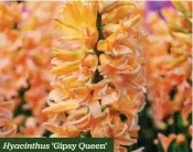  ??  ?? Hyacinthus ‘Gipsy Queen’
Apricot blooms, RHS Award of Garden Merit H x S 25cm x 15cm F Apr
10 bulbs £8.90