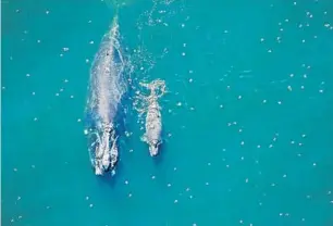  ?? FLORIDA FISH AND WILDLIFE CONSERVATI­ON COMMISSION ?? This right whale mother and her 2-week-old calf were spotted 10 nautical miles off Fernandina Beach on Jan. 6.