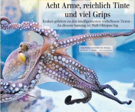  ?? FOTO: ULI DECK/DPA ?? Seine Kraken verwendet der Oktopus, um Beute zu fangen.