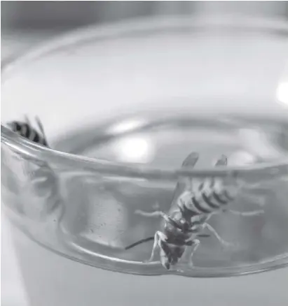  ?? Foto: dpa ?? Auf der Suche nach Zucker: Wespen sind im Spätsommer besonders aufdringli­ch.