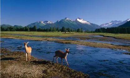  ??  ?? Sitka black-tail deer in the Tongass national forest in south-east Alaska. ‘What does the Trump administra­tion intend to do with it? Open it up for business.’ Photograph: Design Pics Inc/Alamy