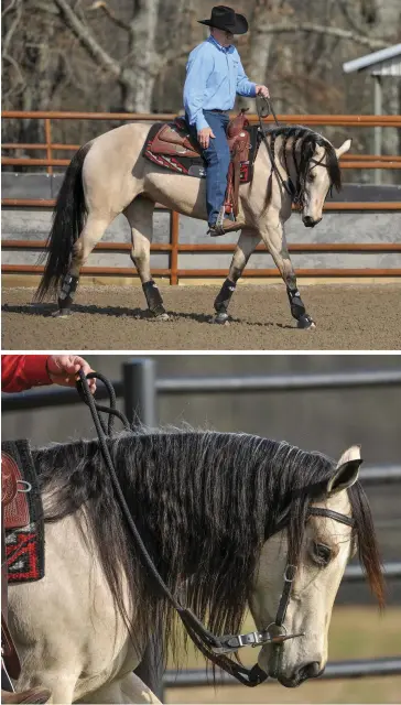  ??  ?? TOP: Even if you spend a lot of time working on other maneuvers, failing to include enough stopping practice can eventually open the door to runaway behavior, cautions John Lyons. BOTTOM: Teaching your horse how to break at the poll like this is the...