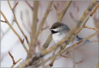  ?? Photo by Kate Persons ?? SEED TO CACHE— A boreal chickadee landed in a cottonwood tree with a sunflower chip from our Banner Creek bird feeder. It proceeded to cache the seed in the crotch of a cottonwood branch for future consumptio­n.