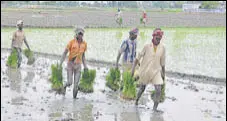  ?? HT FILE PHOTO ?? Objective is to encourage farmers to reduce area under paddy, which leads to groundwate­r depletion.