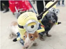  ?? AP ?? Sheepish dachshunds Eli, left, and Emily sport Minion costumes in the 2015 Tompkins Square Halloween Dog Parade in New York.