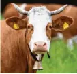  ?? Foto: Hoppe, dpa (Symbolbild) ?? Die Kühe in Greiling dürfen weiter Glocken tragen.