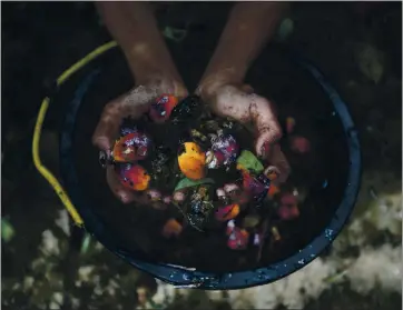  ?? BINSAR BAKKARA — THE ASSOCIATED PRESS ARCHIVES ?? A young girl holds palm oil fruit collected from a plantation in Sumatra, Indonesia. An Associated Press investigat­ion has found many palm oil workers in Indonesia and neighborin­g Malaysia endure exploitati­on, including child labor.