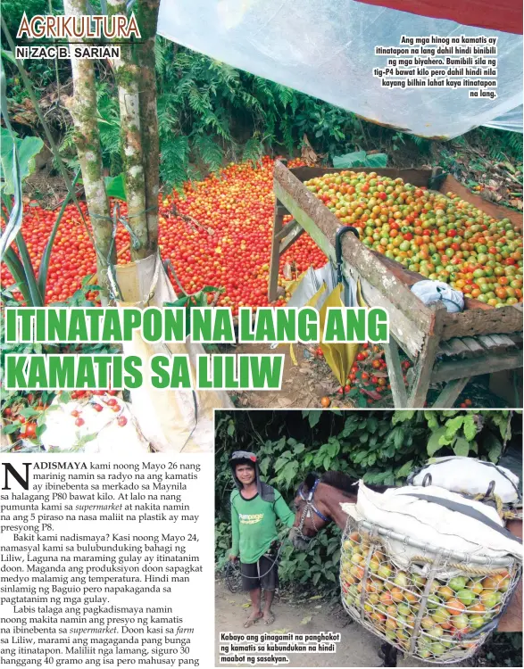  ??  ?? Kabayo ang ginagamit na panghakot ng kamatis sa kabundukan na hindi maabot ng sasakyan. Ang mga hinog na kamatis ay itinatapon na lang dahil hindi binibili ng mga biyahero. Bumibili sila ng tig-P4 bawat kilo pero dahil hindi nila kayang bilhin lahat kaya itinatapon na lang.