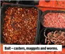  ??  ?? Bait – casters, maggots and worms.