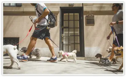  ??  ?? 代客遛狗及寄養網路平­台，近年來在美國風生水起。（Getty Images）