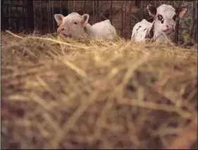  ??  ?? Les opposants à la ferme corrézienn­e s’inquiètent pour l’environnem­ent.