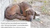  ?? Alejandro Vizcaíno ?? El animal fue rescatado por la asociación “Almas Gemelas” y ya recibe atención veterinari­a./Foto: