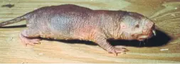  ?? TORONTO STAR FILE PHOTO ?? The naked mole rat survives far longer than most rodents — up to 32 years — and seldom get tumours.