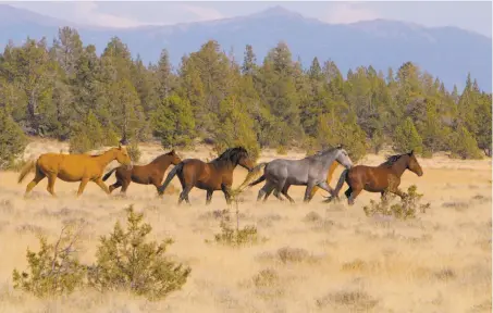  ?? Tom Stienstra / The Chronicle ?? The federal government plans to round up about 1,000 wild horses on the Modoc Plateau for population control.