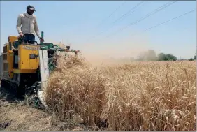  ?? ?? Falta de escoamento pode levar à perda da colheita de cereais na Ucrânia