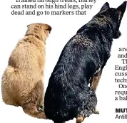  ?? ?? mutts’ life: Barley and co-star Antilly the Wonderhoun­d in Waterford