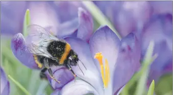  ?? ?? The aim of the projects is to make Scotland more pollinator friendly, halting or reversing the decline in native pollinator population­s.