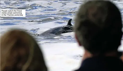  ??  ?? People watch the freed minke whale swimming in the Thames yesterday