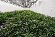  ?? Hans Pennink/Associated Press ?? Advocates in Connecticu­t argue that the state’s cannabis industry rollout may have wound up benefiting big businesses more than smaller ones.
