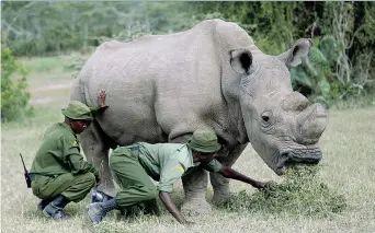  ??  ?? Una delle ultime immagini del rinoceront­e Sudan nella riserva di Ol Pejeta, in Kenya. «Amava le coccole e il fango»
