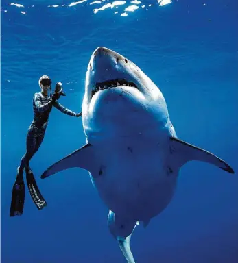  ?? Foto: Reuters ?? Přes šest metrů Skupina potápěčů narazila v mělkém moři kolem Havaje na predátora nevídaných rozměrů. Na délku má 6,10 metru a je to pravděpodo­bně největší velký bílý žralok, kterého se kdy podařilo natočit na kameru. Březí samice váží podle odborníků 2,5 tuny a je stará asi 50 let.