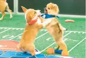  ?? ANIMAL PLANET ?? This year’s broadcast of the “Puppy Bowl” will feature 131 puppies from 73 shelters and rescue groups.