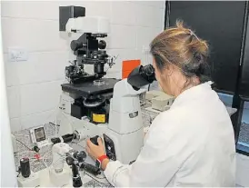  ??  ?? Investigan­do. Sansiñena investiga en fertilizac­ión in vitro.