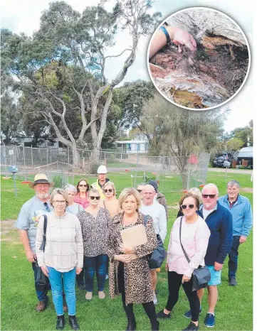  ?? ?? Some campers have lost their sites at Victoria Park in Queensclif­f due to unsafe trees. They say the trees are rotting or dead and need to be removed. Picture: Mark Wilson