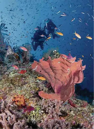 ?? Foto: Shuttersto­ck ?? Das Great Barrier Reef ist eines der bekanntest­en und beliebtest­en Korallenri­ffe der Welt – auch hier drohen nicht wiedergutz­umachende Schäden.