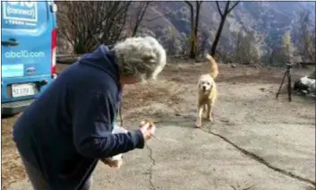  ?? SHAYLA SULLIVAN VIA AP ?? This Friday Dec. 7, video image provided Shayla Sullivan shows “Madison,” the Anatolian shepherd dog that apparently guarded his burned home for nearly a month getting reunited with his owner, Andrea Gaylord, as she was allowed back to check on her burned property in Paradise, Calif. Shayla Sullivan, not seen, the animal rescuer left food and water for Madison during his long wait. Gaylord fled when the Nov. 8fire broke out and leveled the town of 27,000.