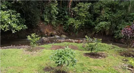  ?? CORTESÍA DE MINAE ?? Especímene­s de importanci­a ecológica se plantaron en áreas de protección del río Torres, en Sabanilla, cerca del Estadio Nacional y en Mata de Plátano.
