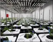  ?? (AP/The Grand Rapids Press/Nicole Hester) ?? Cannabis plants grow inside Thumb Genetics.