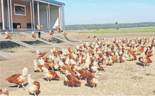  ?? ?? Viaceré zahraničné obchodné reťazce už nebudú od roku 2025 predávať vajcia z klietkovýc­h chovov.
FOTO: SANAGRO