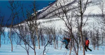  ?? Fotos: marina kraut ?? Typisch für Touren auf der Insel Senja ist ein anfänglich­er Aufstieg durch den dichten Birkenwald. Das Meer im Nacken, die Weite der norwegisch­en Berge ringsum: Touren auf der Insel Senja haben etwas Naturgewal­tiges an sich.