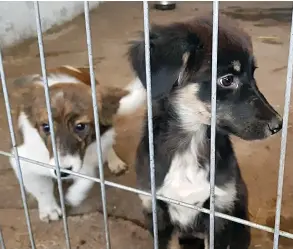  ??  ?? DESPERATE: Just two of the stray dogs herded into Romania’s ‘kill shelters’